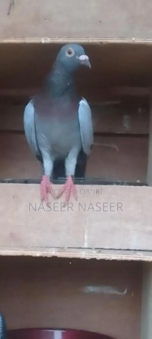 Pigeon