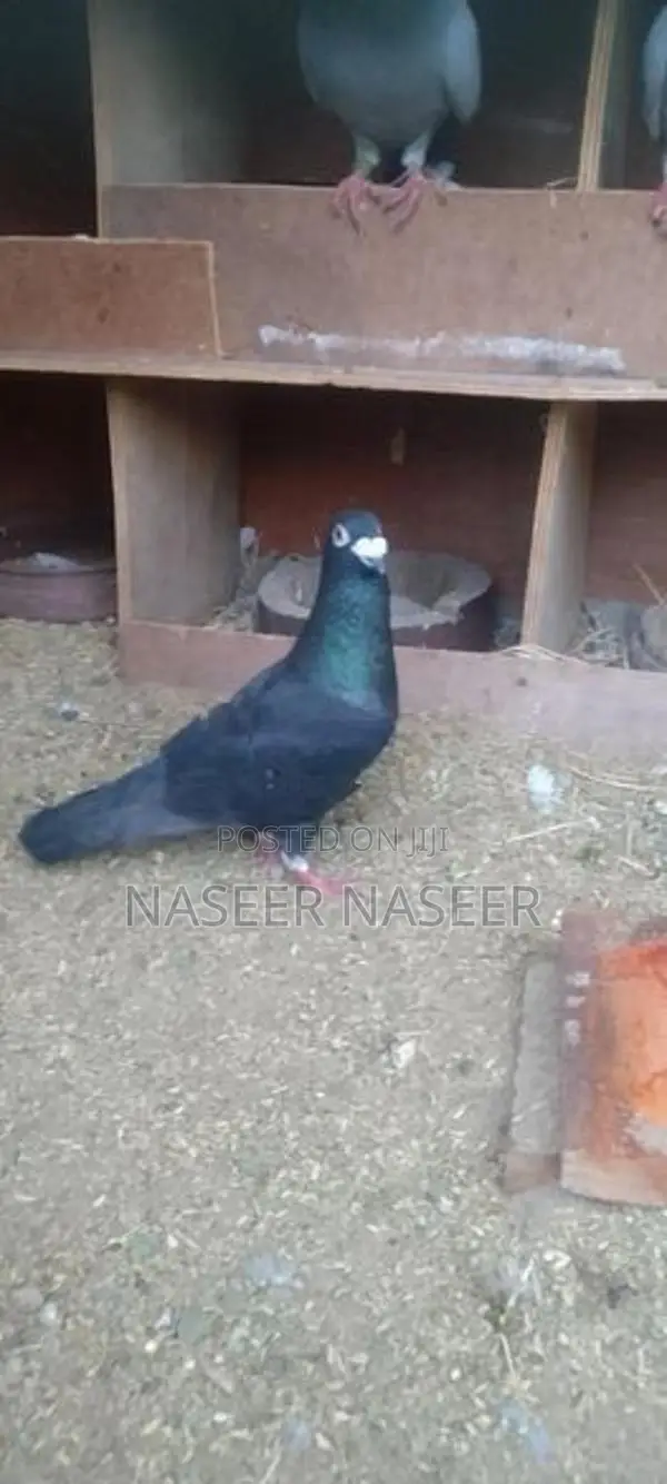 Pigeon