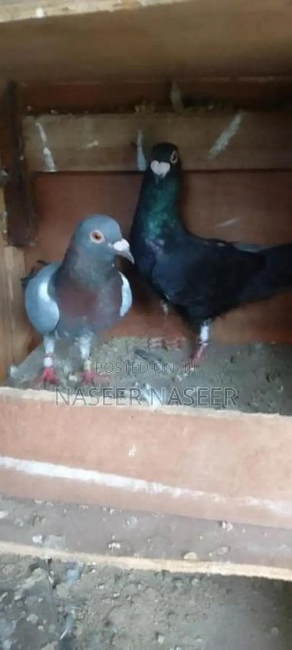 Pigeon