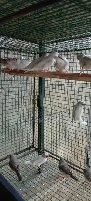 Finches Birds