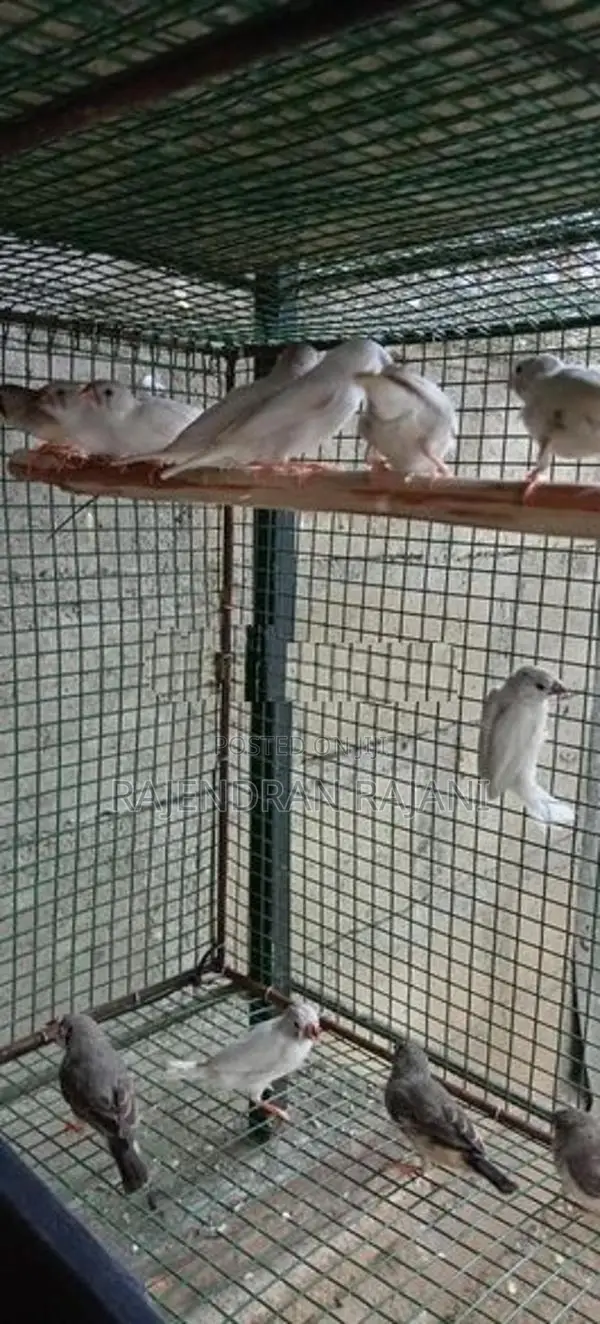 Finches Birds