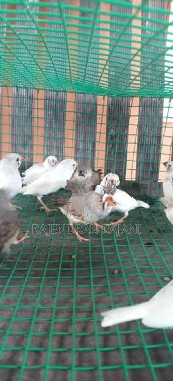 Finches Birds