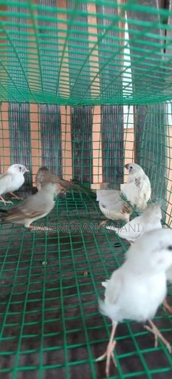 Finches Birds