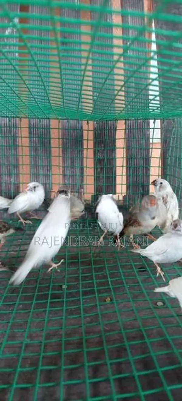 Finches Birds