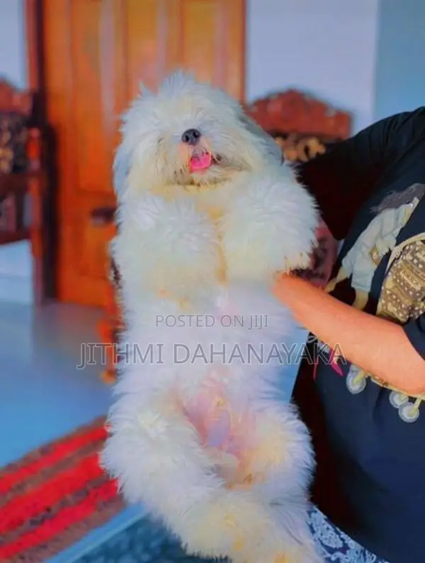 Shih Tzu Puppies