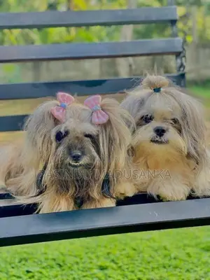 Shih Tzu Puppy