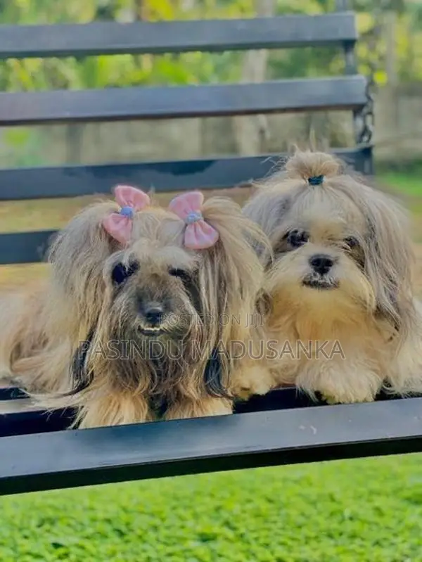 Shih Tzu Puppy
