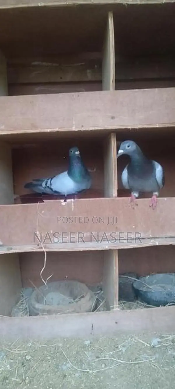 Pigeons