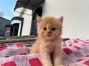 Persian Kitten