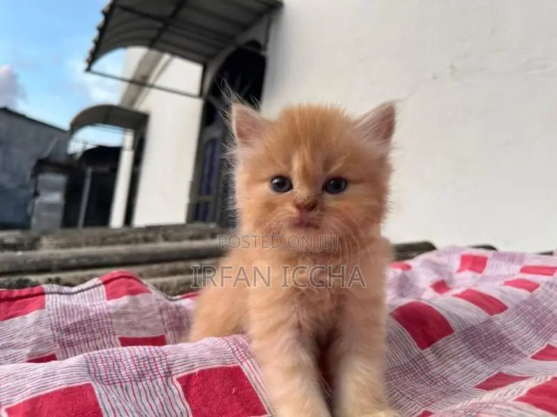 Persian Kitten