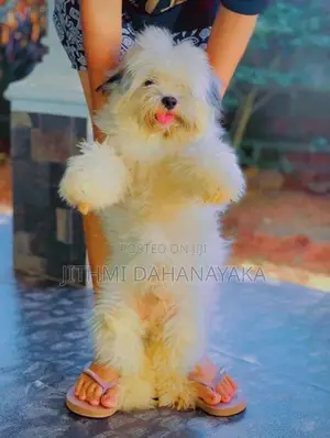 Shih Tzu Puppies