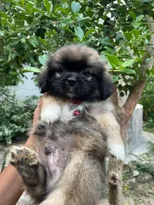 Shih Tzu Puppy