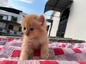 Persian Kitten