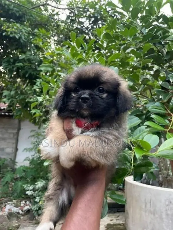Shih Tzu Puppy