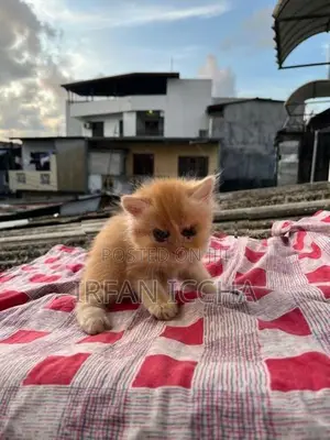 Persian Kitten
