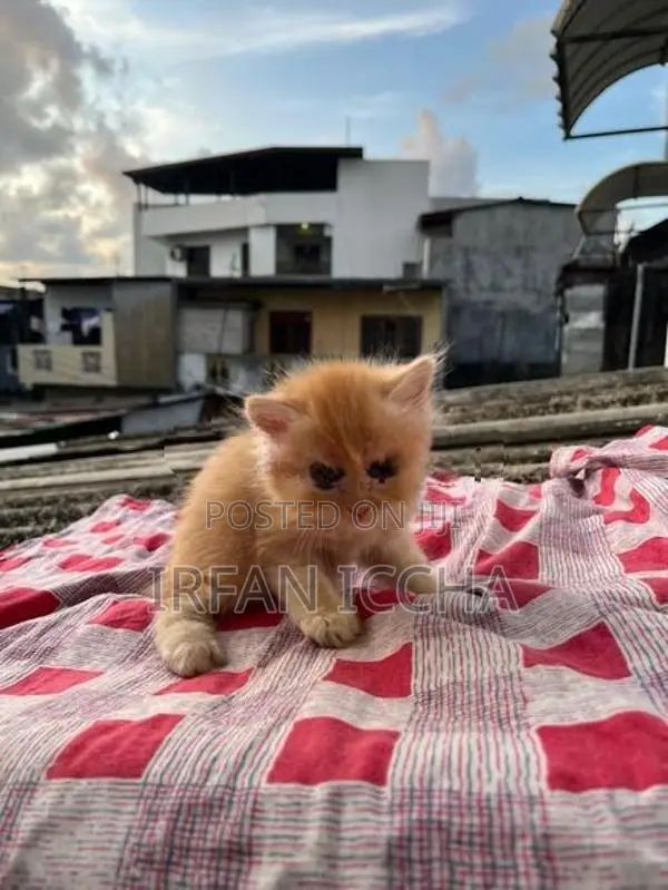 Persian Kitten