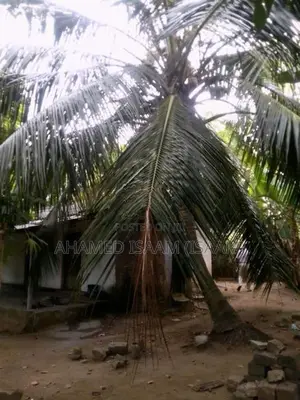 Land for Sale in Kalmunai