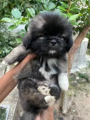 Shih Tzu Puppy