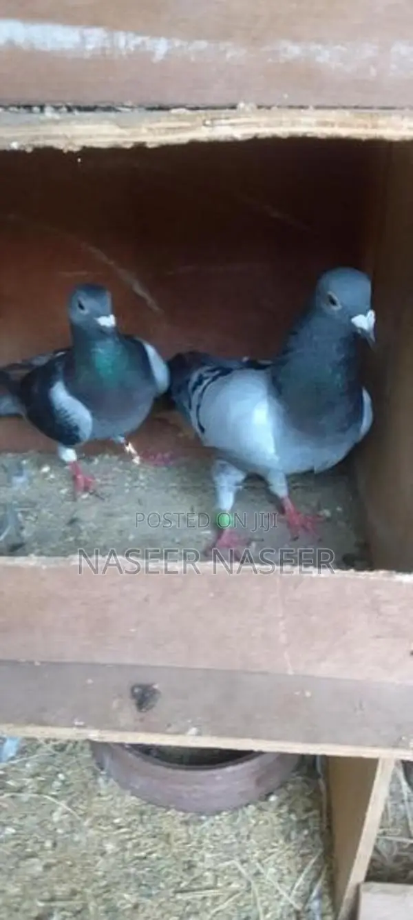 Pigeons