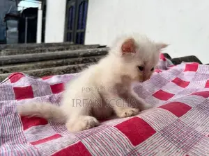 Persian Kitten