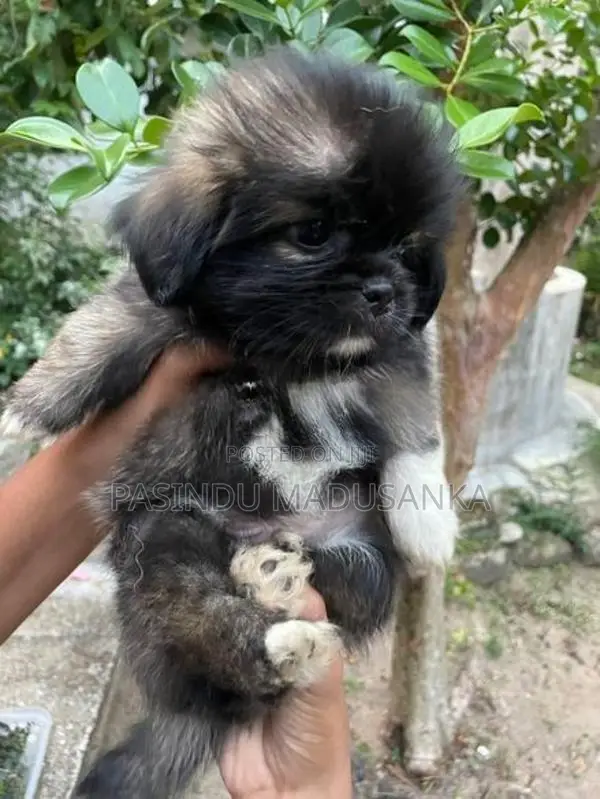 Shih Tzu Puppy