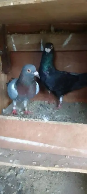 Pigeons