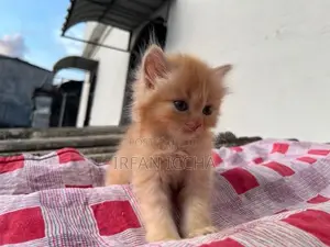 Persian Kitten