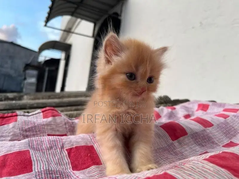 Persian Kitten