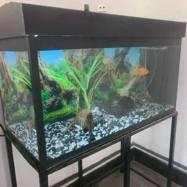 මාළු ටැංකි