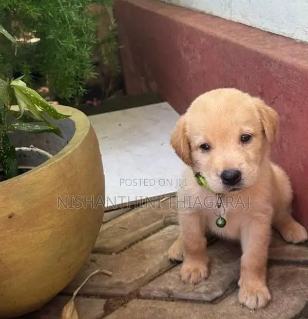 Labrador Puppies