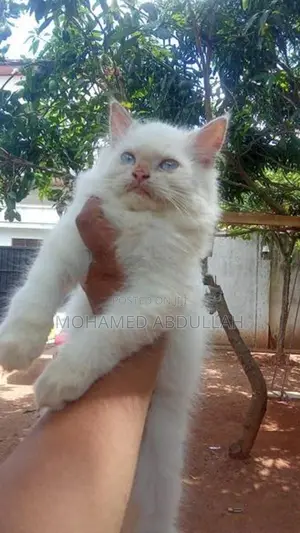 Persian Cat