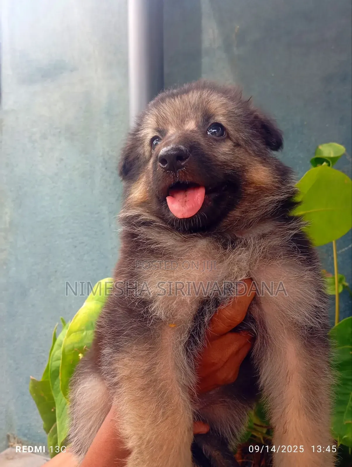 0-1 month Male Purebred German Shepherd