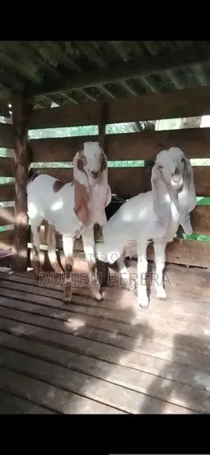 Saanen Jamunapali Goat