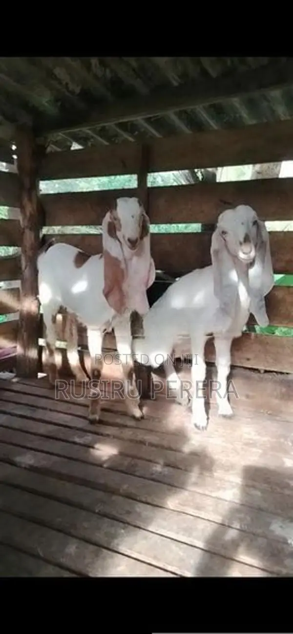 Saanen Jamunapali Goat