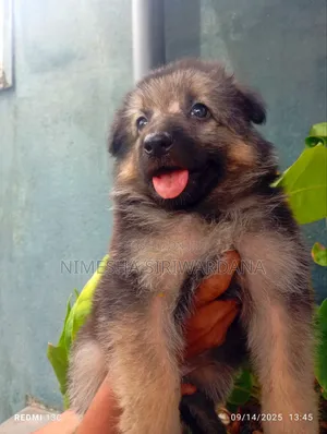 0-1 month Male Purebred German Shepherd