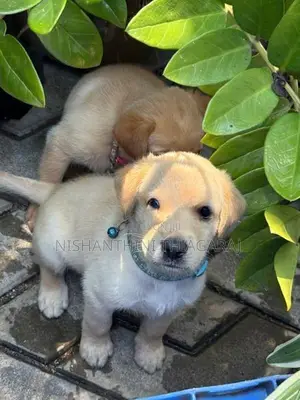 Labrador Puppies
