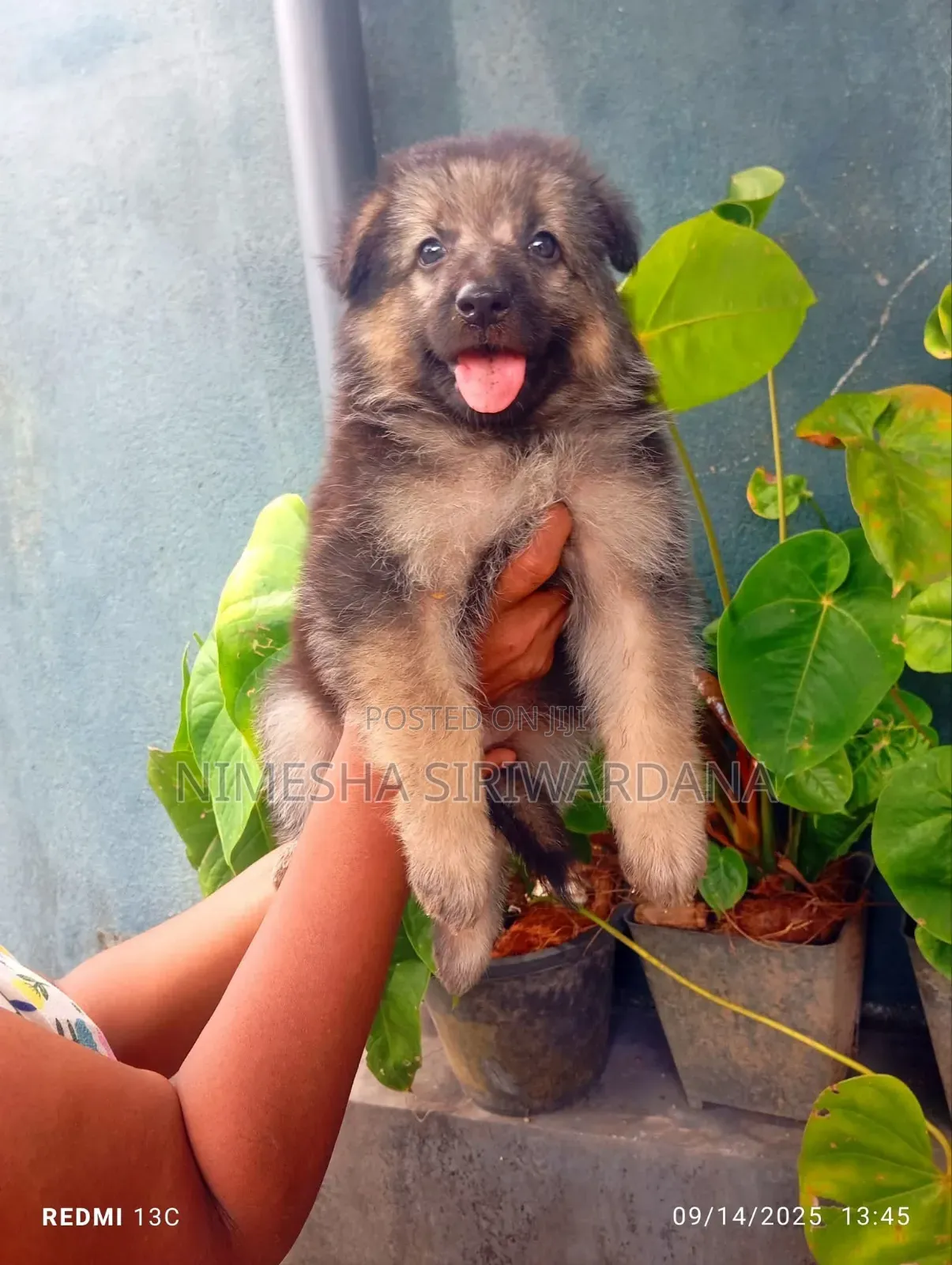 0-1 month Male Purebred German Shepherd