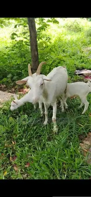 Saanen Jamunapali Goat