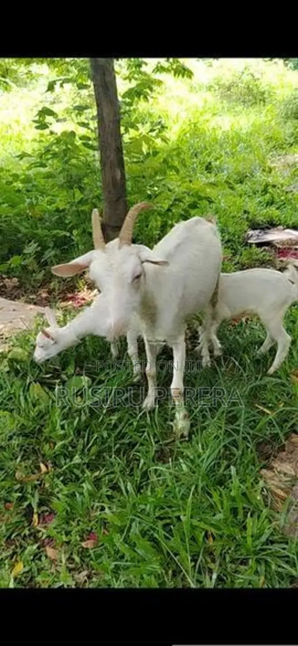 Saanen Jamunapali Goat