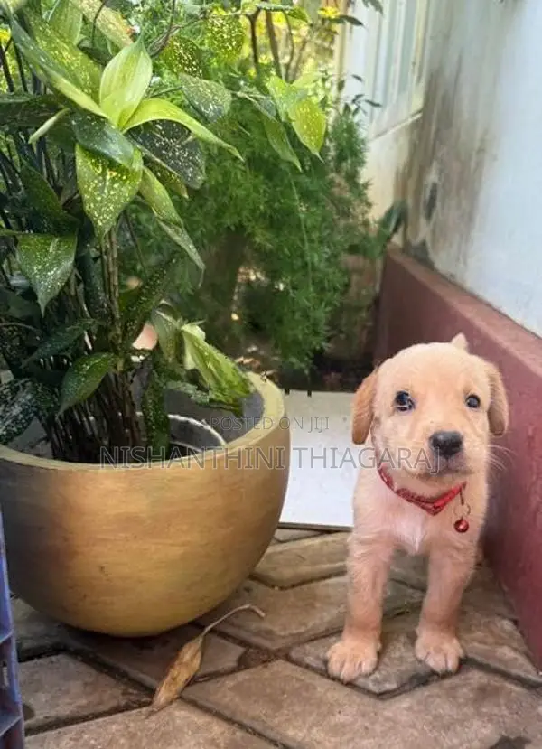 Labrador Puppies