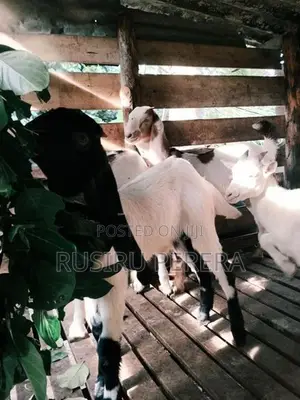Saanen Jamunapali Goat