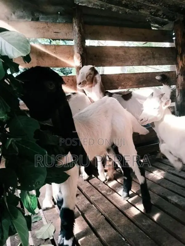 Saanen Jamunapali Goat