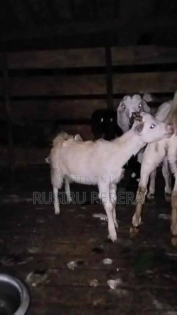 Saanen Jamunapali Goat