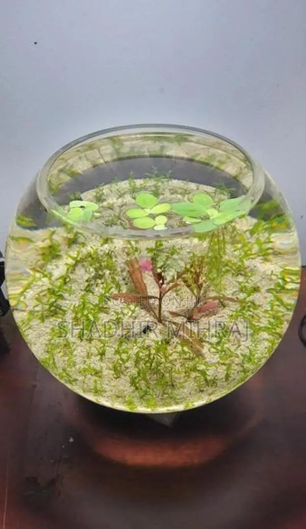 Fish Tank