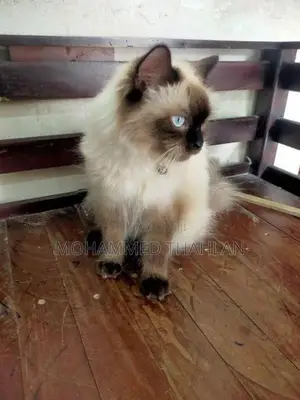 Himalayan Cat