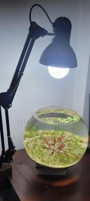 Fish Tank