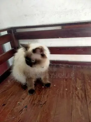 Himalayan Cat