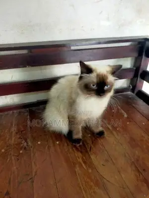 Himalayan Cat