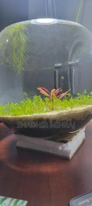 Fish Tank