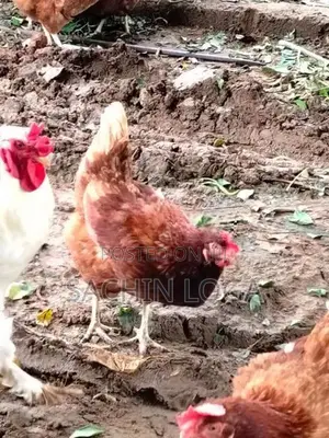 Chickens